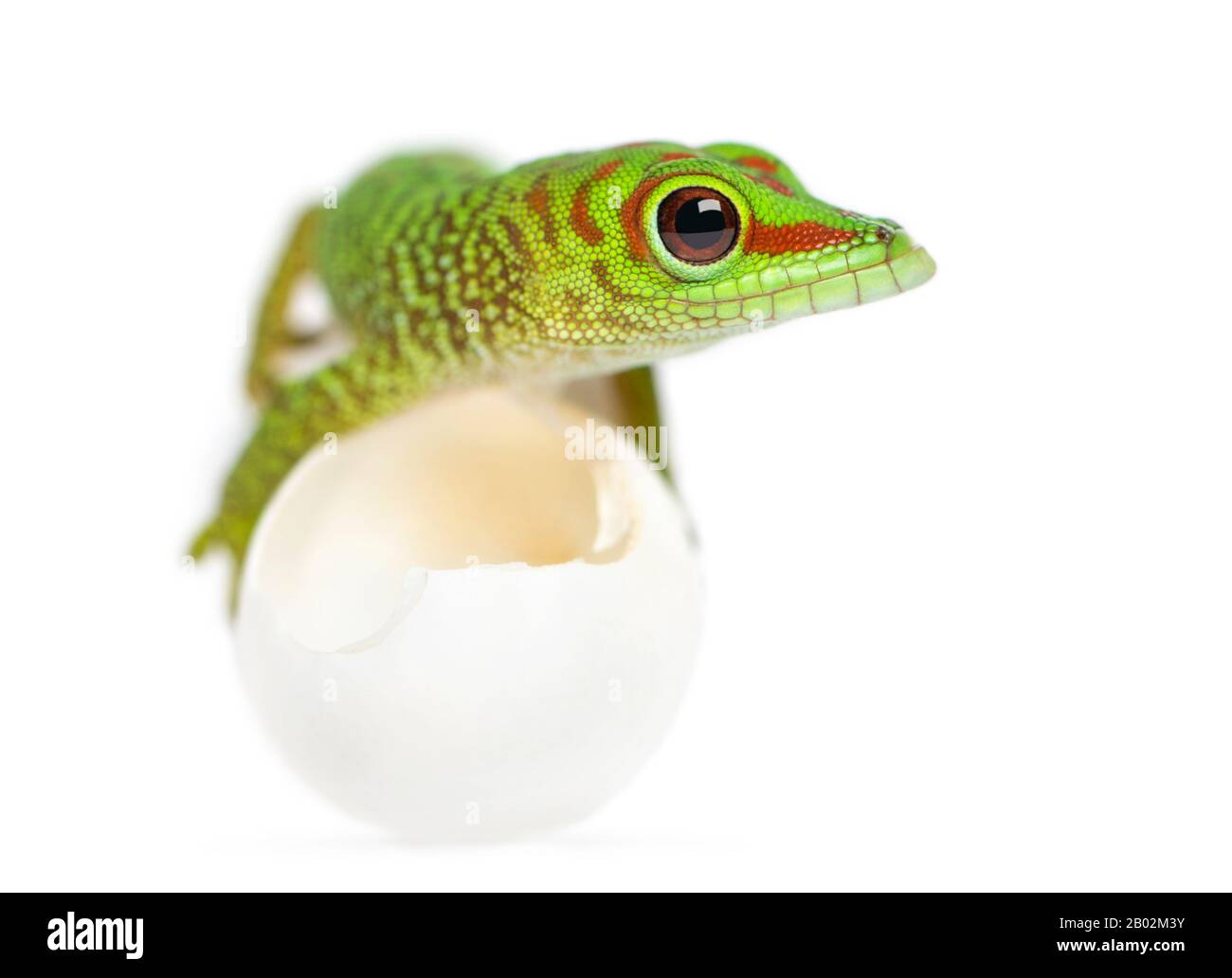 Vue de face d'un gecko de Madagascar géante allongé sur des œufs de qui il a éclos, Phelsuma madagascariensis grandis, isolé sur blanc Banque D'Images