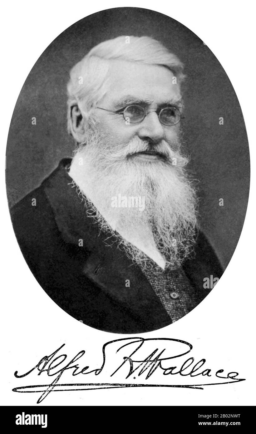 Alfred Russel Wallace OM FRS (8 janvier 1823 – 7 novembre 1913) était naturaliste britannique, explorateur, géographe, anthropologue et biologiste. Il est plus connu pour concevoir indépendamment la théorie de l'évolution par la sélection naturelle; son article sur le sujet a été publié conjointement avec certains des écrits de Charles Darwin en 1858. Cela a incité Darwin à publier ses propres idées sur L'origine des espèces. Wallace a fait de vastes travaux sur le terrain, d'abord dans le bassin de la rivière Amazone, puis dans l'archipel de Malay, où il a identifié le fossé faunal maintenant appelé la ligne Wallace, qui sépare L'In Banque D'Images