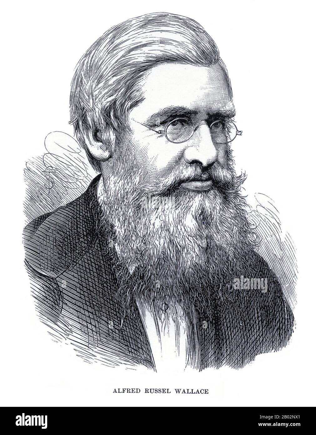 Alfred Russel Wallace OM FRS (8 janvier 1823 – 7 novembre 1913) était naturaliste britannique, explorateur, géographe, anthropologue et biologiste. Il est plus connu pour concevoir indépendamment la théorie de l'évolution par la sélection naturelle; son article sur le sujet a été publié conjointement avec certains des écrits de Charles Darwin en 1858. Cela a incité Darwin à publier ses propres idées sur L'origine des espèces. Wallace a fait de vastes travaux sur le terrain, d'abord dans le bassin de la rivière Amazone, puis dans l'archipel de Malay, où il a identifié le fossé faunal maintenant appelé la ligne Wallace, qui sépare L'In Banque D'Images