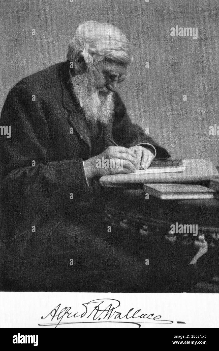Alfred Russel Wallace OM FRS (8 janvier 1823 – 7 novembre 1913) était naturaliste britannique, explorateur, géographe, anthropologue et biologiste. Il est plus connu pour concevoir indépendamment la théorie de l'évolution par la sélection naturelle; son article sur le sujet a été publié conjointement avec certains des écrits de Charles Darwin en 1858. Cela a incité Darwin à publier ses propres idées sur L'origine des espèces. Wallace a fait de vastes travaux sur le terrain, d'abord dans le bassin de la rivière Amazone, puis dans l'archipel de Malay, où il a identifié le fossé faunal maintenant appelé la ligne Wallace, qui sépare L'In Banque D'Images