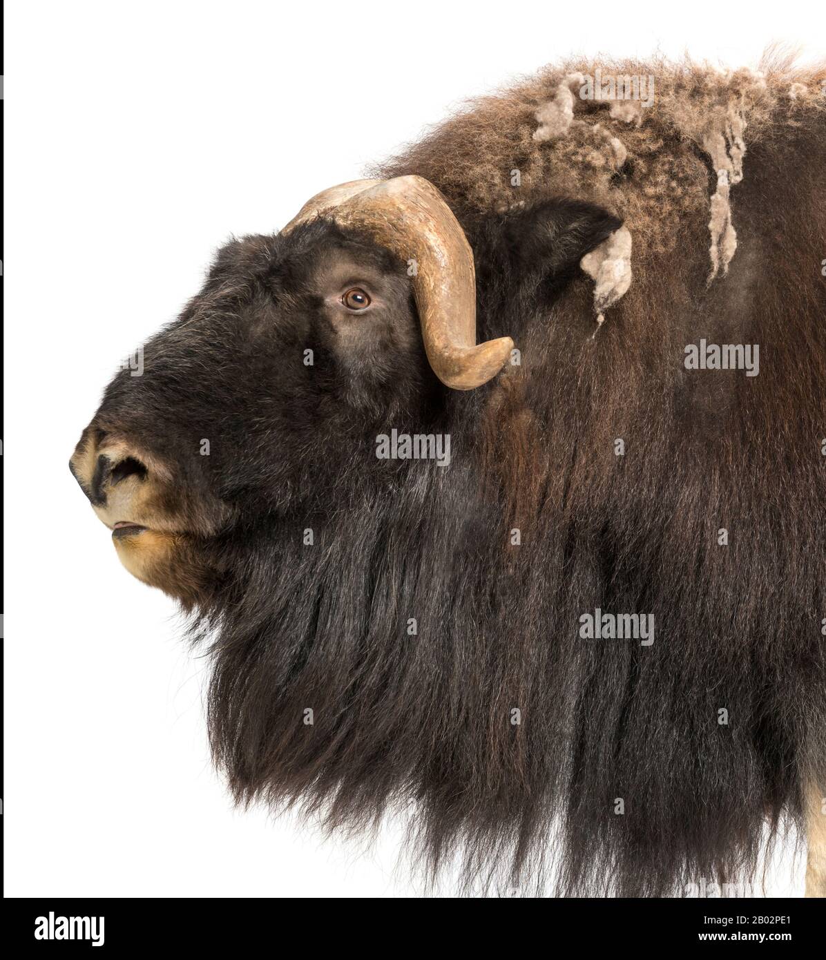 Gros plan d'un profil de Muskox, Ovibos moschatus, 9 ans, isolé sur blanc Banque D'Images