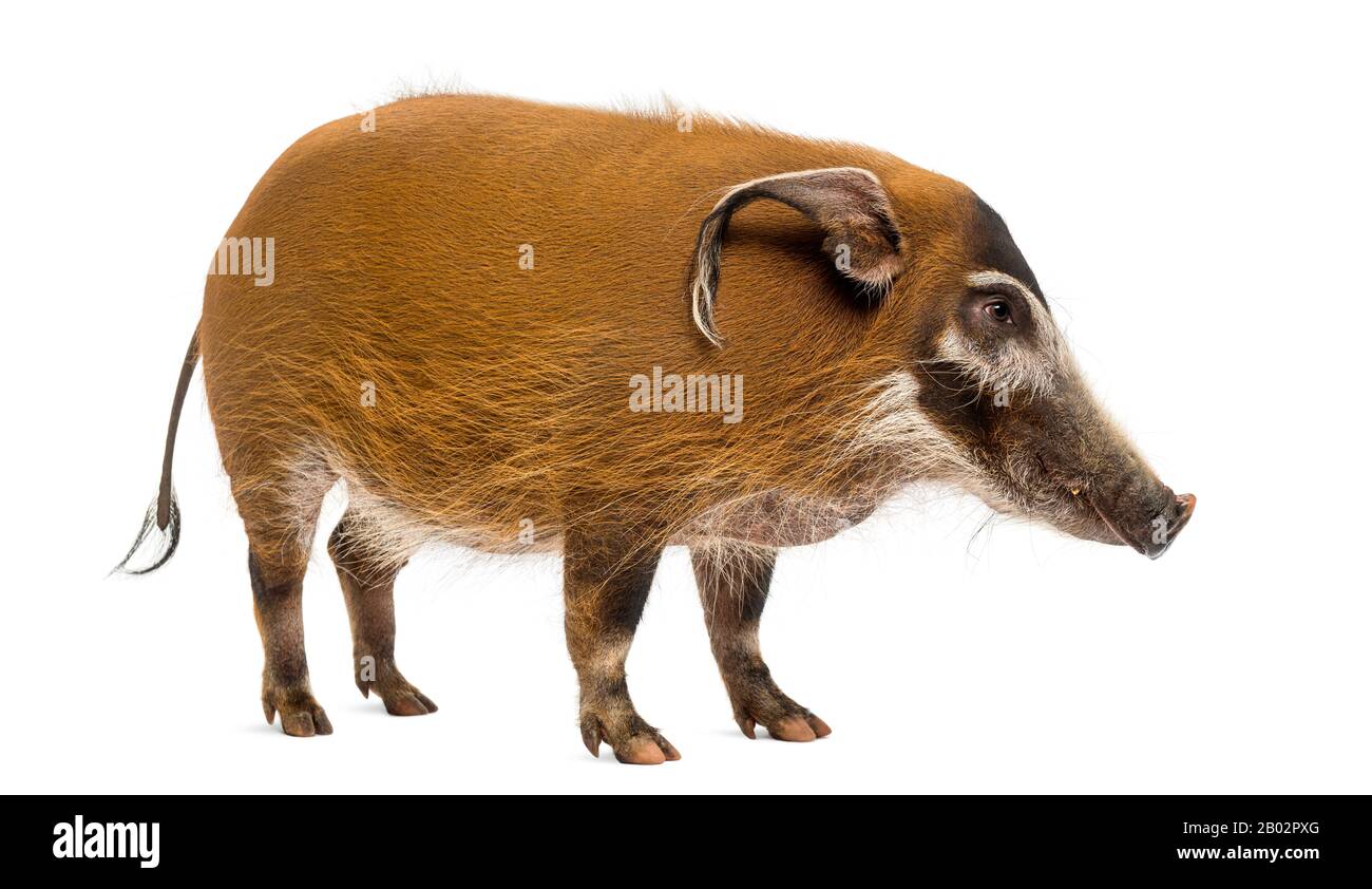 Vue latérale d'un cochon Bush debout, Potamochoerus porcus, isolé sur blanc Banque D'Images