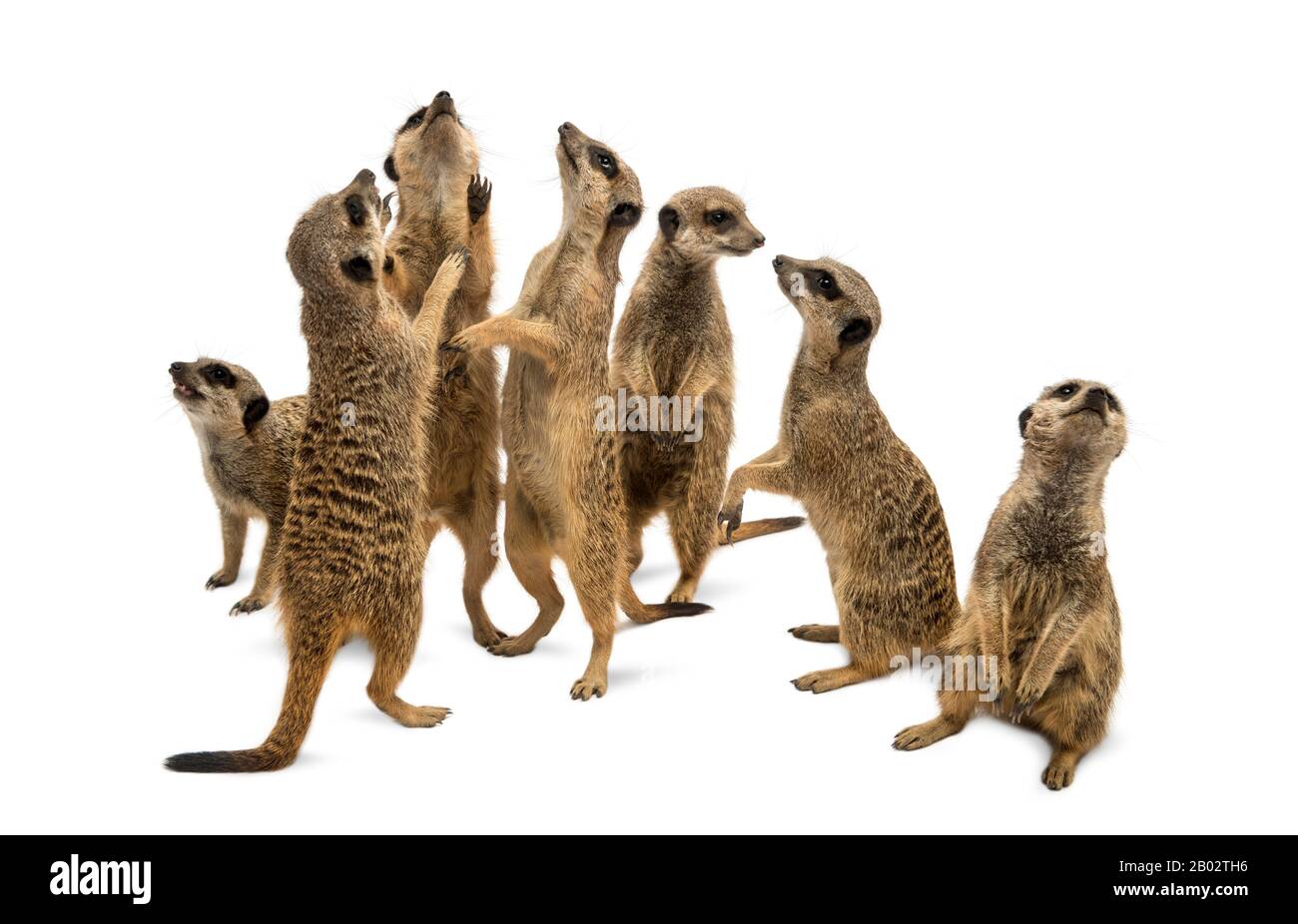 Méerkats mob, Suricata suricatta, isolé sur blanc Banque D'Images