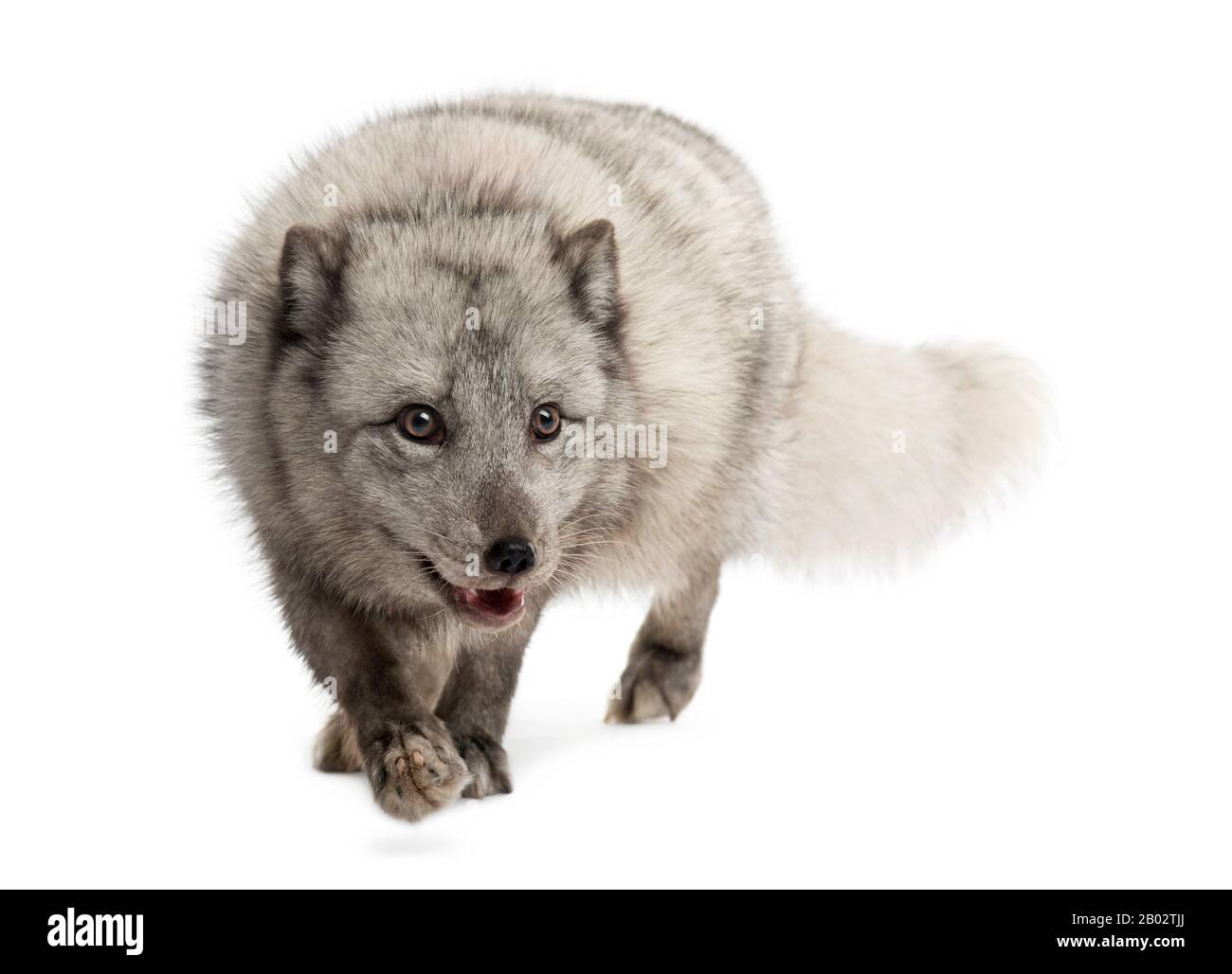 Promenade sur le renard arctique, loup, Vulpes lagopus, isolé sur blanc Banque D'Images