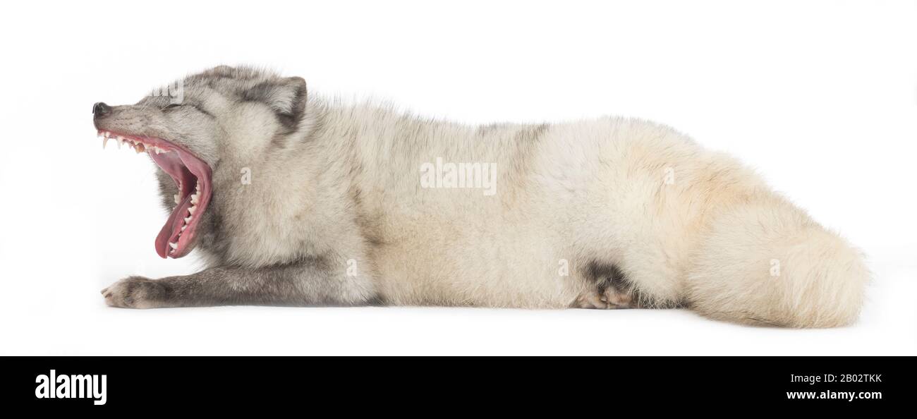 Renard arctique, Vulpes lagopus, isolé sur blanc Banque D'Images