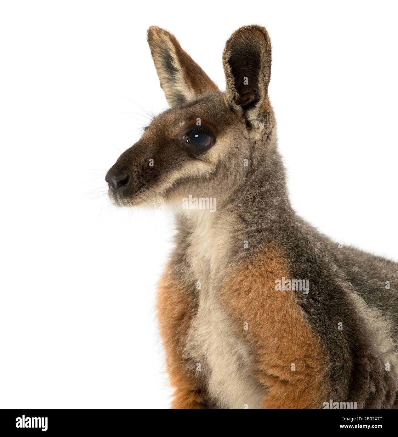 Gros plan d'un wallaby à pied jaune, Petrogale xanthopus, isolé sur blanc Banque D'Images