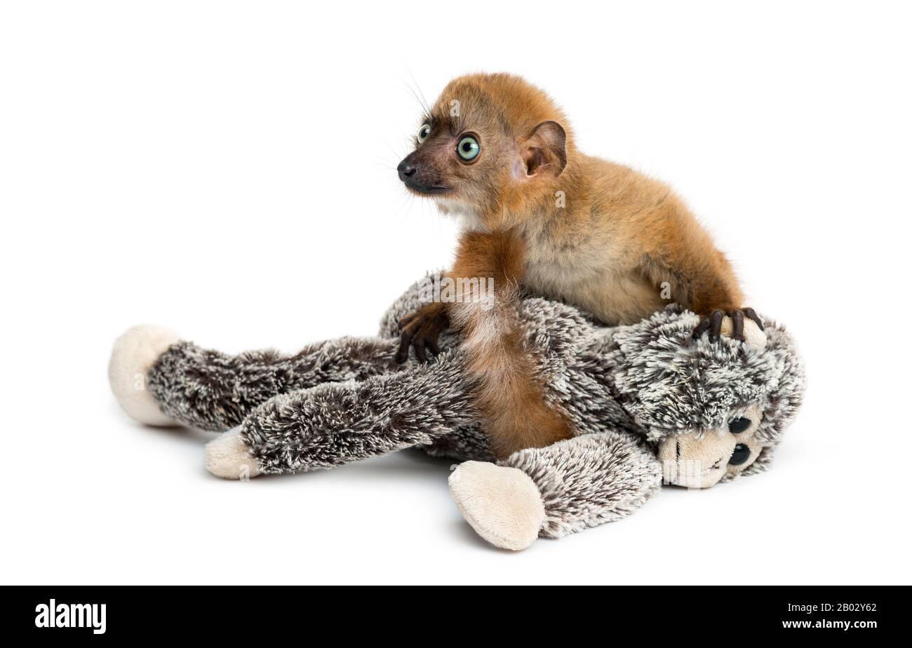 Bebe Citron Noir A Yeux Bleus Tenant Un Jouet Farci Photo Stock Alamy