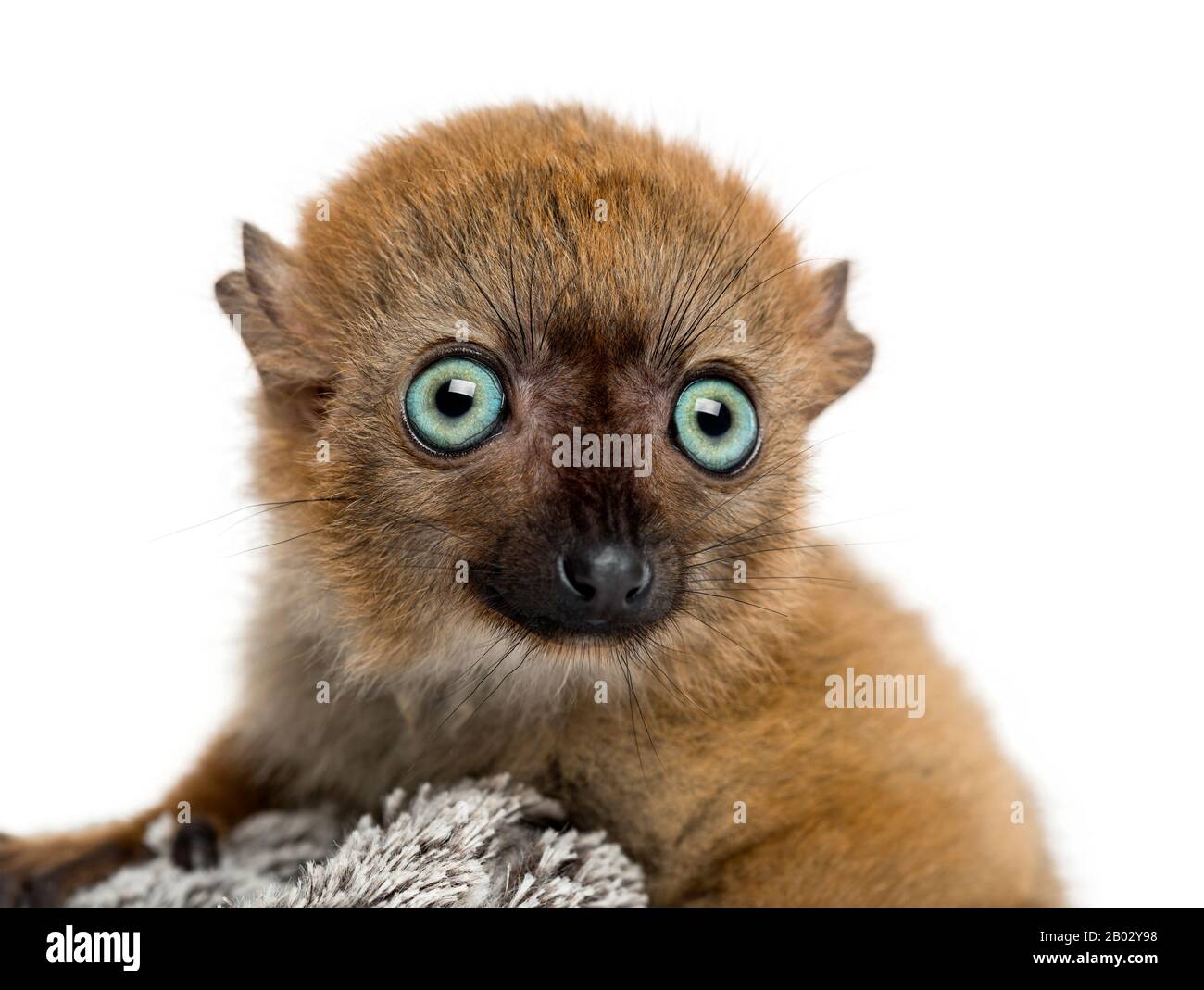 Gros Plan D Un Bebe Au Citron Noir A Yeux Bleus 3 Mois Photo Stock Alamy