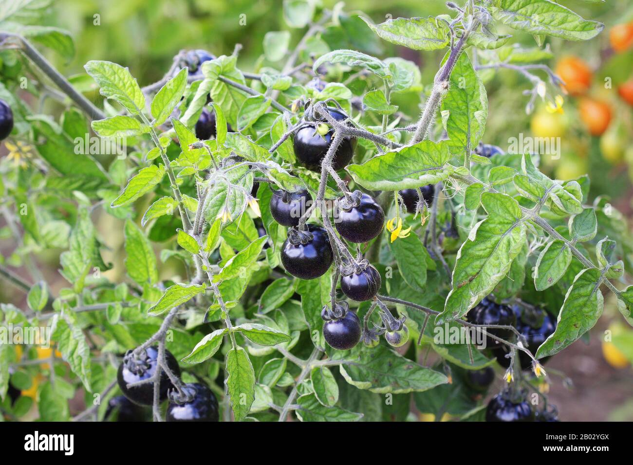 Les tomates noires sur une branche dans le jardin. Indigo rose tomate . Banque D'Images