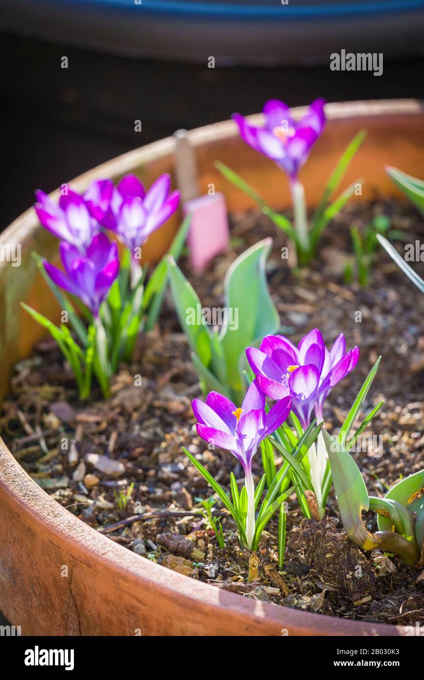 Les crocuses violettes dans un patio planteur ajoutent une couleur vitale à un jardin anglais de fin d'hiver Banque D'Images