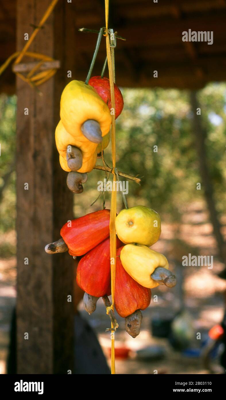 L'arbre de cajou (Anacardium occidentale) est un arbre vert tropical qui produit la graine de cajou et la pomme de cajou. Elle peut atteindre 14 mètres, mais la noix de cajou naine, qui croît jusqu'à 6 mètres (20 pi), s'est avérée plus rentable, avec une maturité plus précoce et des rendements plus élevés. La graine de cajou est servie comme collation ou utilisée dans les recettes, comme les noix. La pomme de noix de cajou est un rougeâtre léger aux fruits jaunes, dont la pâte peut être transformée en une boisson aux fruits sucrés et astringents ou distillée en liqueur. La coquille de la graine de cajou produit des dérivés qui peuvent être utilisés dans de nombreuses applications à partir de lubrifiant Banque D'Images