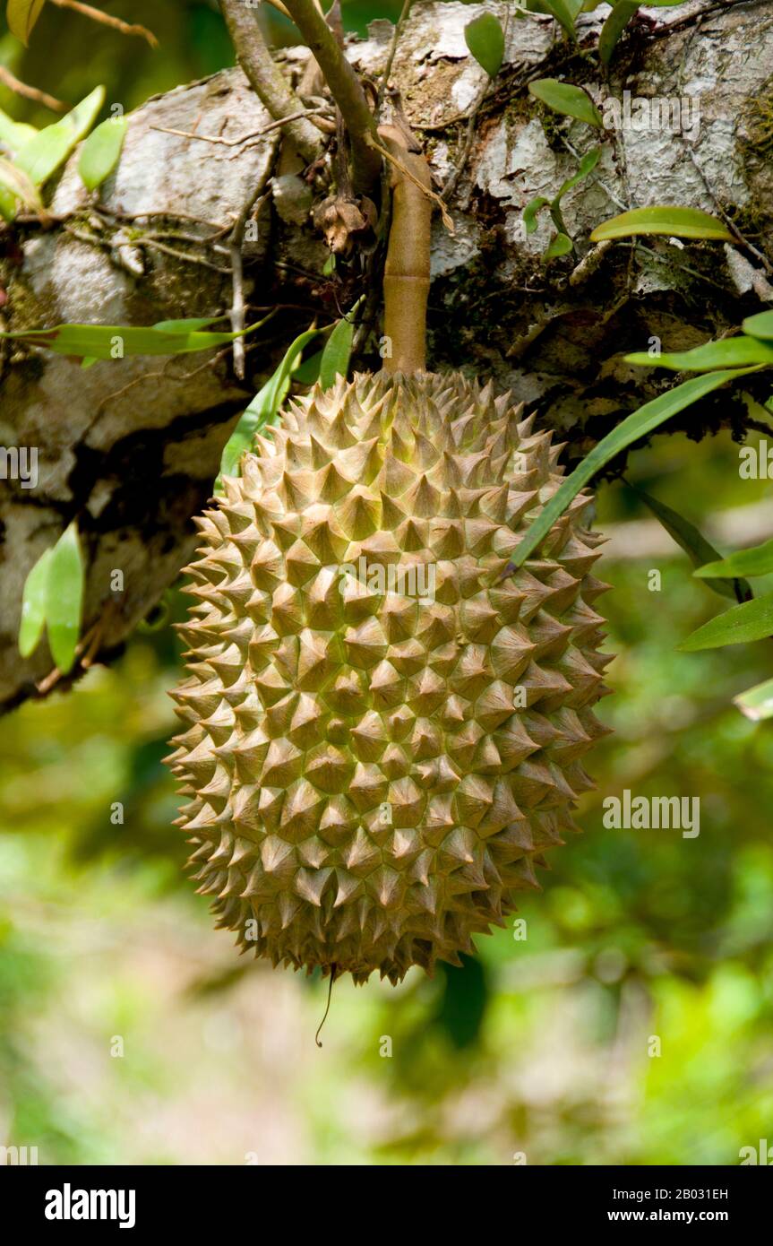 Considéré par de nombreuses personnes en Asie du Sud-est comme le « roi des fruits », le durian est distinctif pour sa grande taille, son odeur forte, et sa formidable husk couverte d'épines. Le fruit peut croître jusqu'à 30 centimètres (12 po) de long et 15 centimètres (6 po) de diamètre, et il pèse généralement un à trois kilogrammes (2 à 7 lb). Sa forme va de l'oblong au rond, la couleur de son vert huské au brun, et sa chair jaune pâle au rouge, selon l'espèce. Banque D'Images