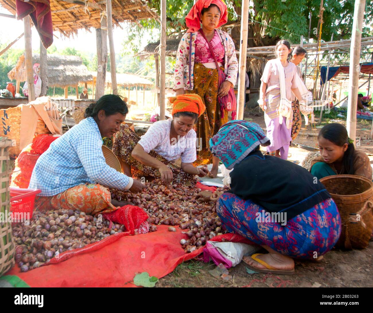 La Pa-O est la septième nationalité ethnique de la République de l'Union du Myanmar. Ils sont le deuxième groupe ethnique de l'État de Shan et vivent également dans l'État de Kayin, l'État de Kayah, l'État de Mon et la division de Bago. On pense qu'ils sont du stock de Tibeto-Burman et qu'ils sont ethnologiquement liés à la Karen. Le lac Inle est un lac d'eau douce situé dans le canton de Nyaungshwe, dans le district de Taunggyi, dans l'État de Shan, dans les collines de Shan, au Myanmar (Birmanie). C'est le deuxième plus grand lac du Myanmar avec une superficie estimée de 116 km2 et l'un des plus élevés d'un al Banque D'Images