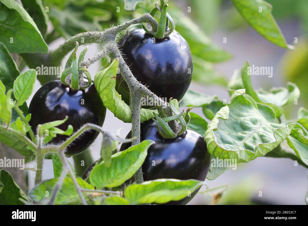 Les tomates noires sur une branche dans le jardin. Indigo rose tomate . Banque D'Images