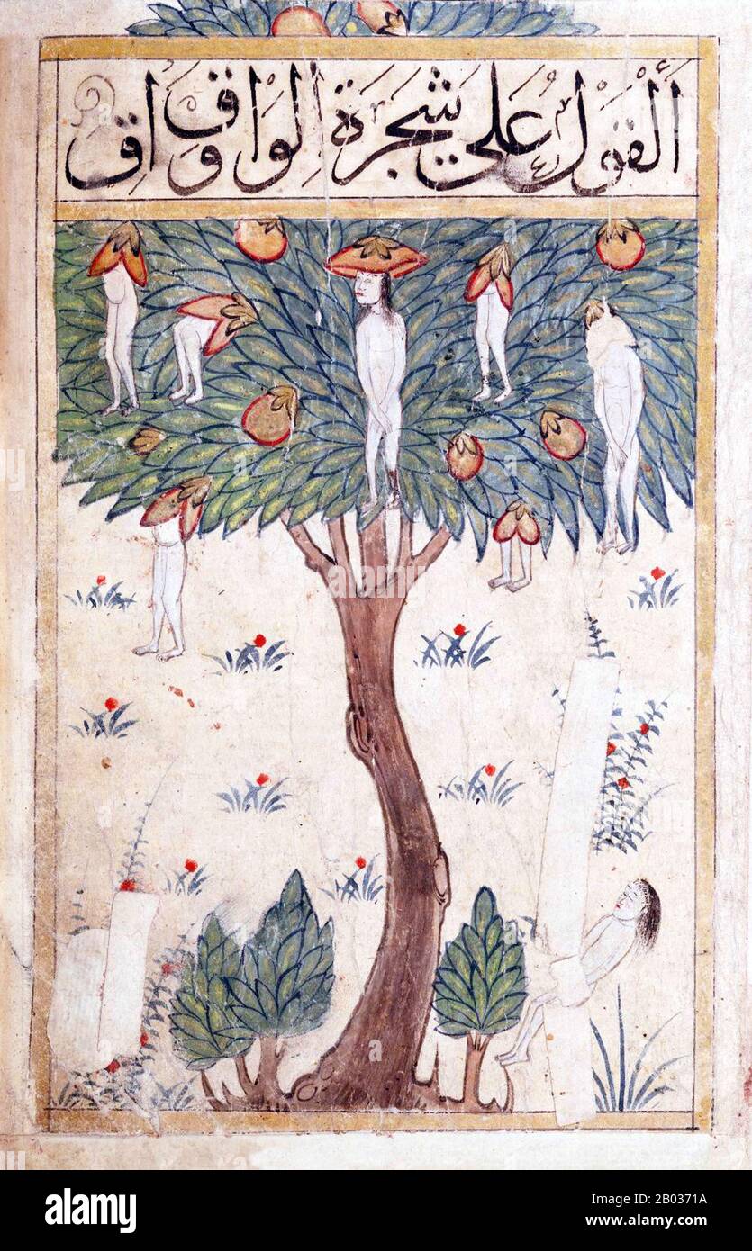 Le Waqwaq est un arbre géant qui porte des fruits humanoïdes dans le minerai indo-persan. Il est similaire au Jinmenju japonais, un autre arbre De Type humain. Le Waqwaq est un arbre Oraculaire persan, originaire de l'Inde, dont les branches ou les fruits deviennent chefs d'hommes, de femmes ou d'animaux monstrueux (selon la version), tous criant 'Waq-Waq'. Dans le monde islamique, il y a une légende sur un arbre fabuleux sur l'île de Waq Waq Waq, qui a des fruits sous forme de personnages humains, ou des têtes qui parlent et font des prophéties. Alexandre le Grand aurait rencontré un tel arbre de parole avec des fruits humains. Banque D'Images