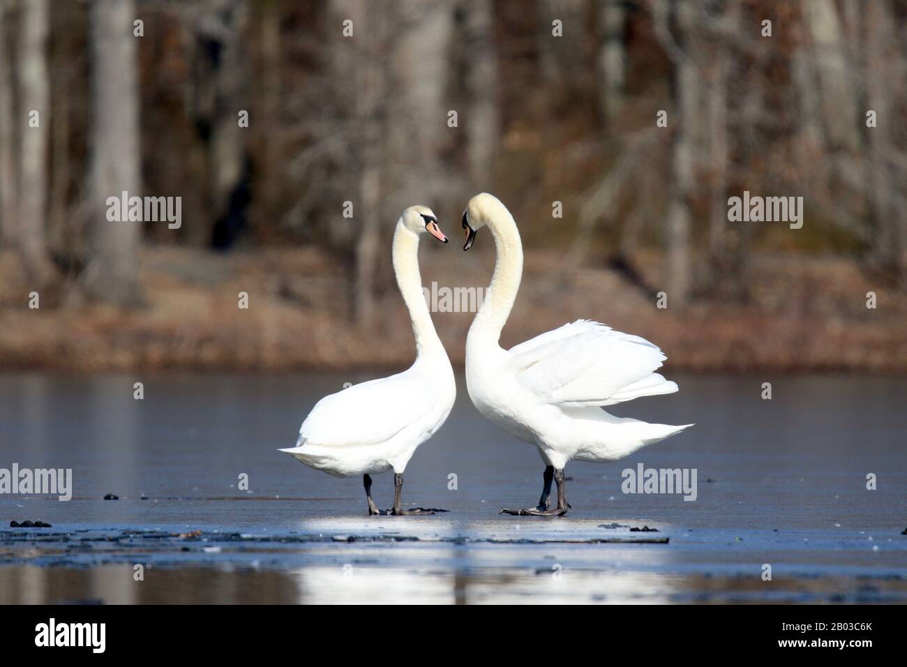 Une paire de cygnes muets interagissent sur un lac gelé en hiver leurs cols font la forme d'un coeur Banque D'Images