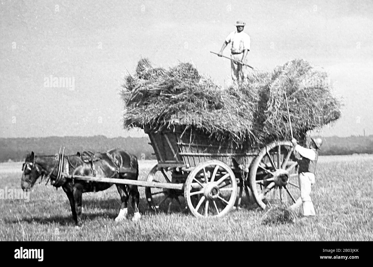 Haymaking, début des années 1900 Banque D'Images