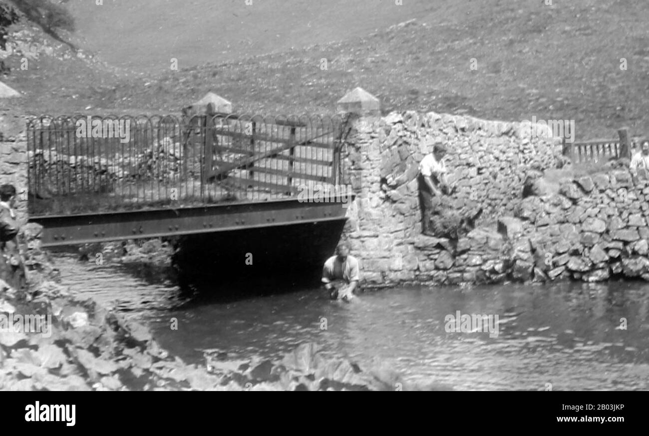 Des moutons s'immerrent dans une rivière, au début des années 1900 Banque D'Images