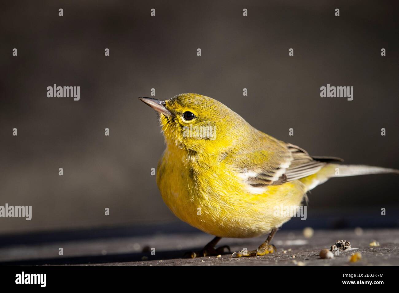 Paruline de pin à un oiseau d'engraissement pendant l'hiver. Banque D'Images