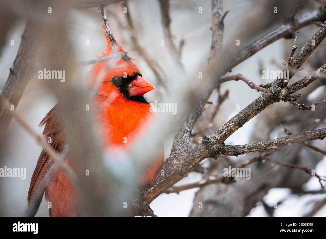 Cardinal du nord perché près d'un oiseau en hiver. Banque D'Images