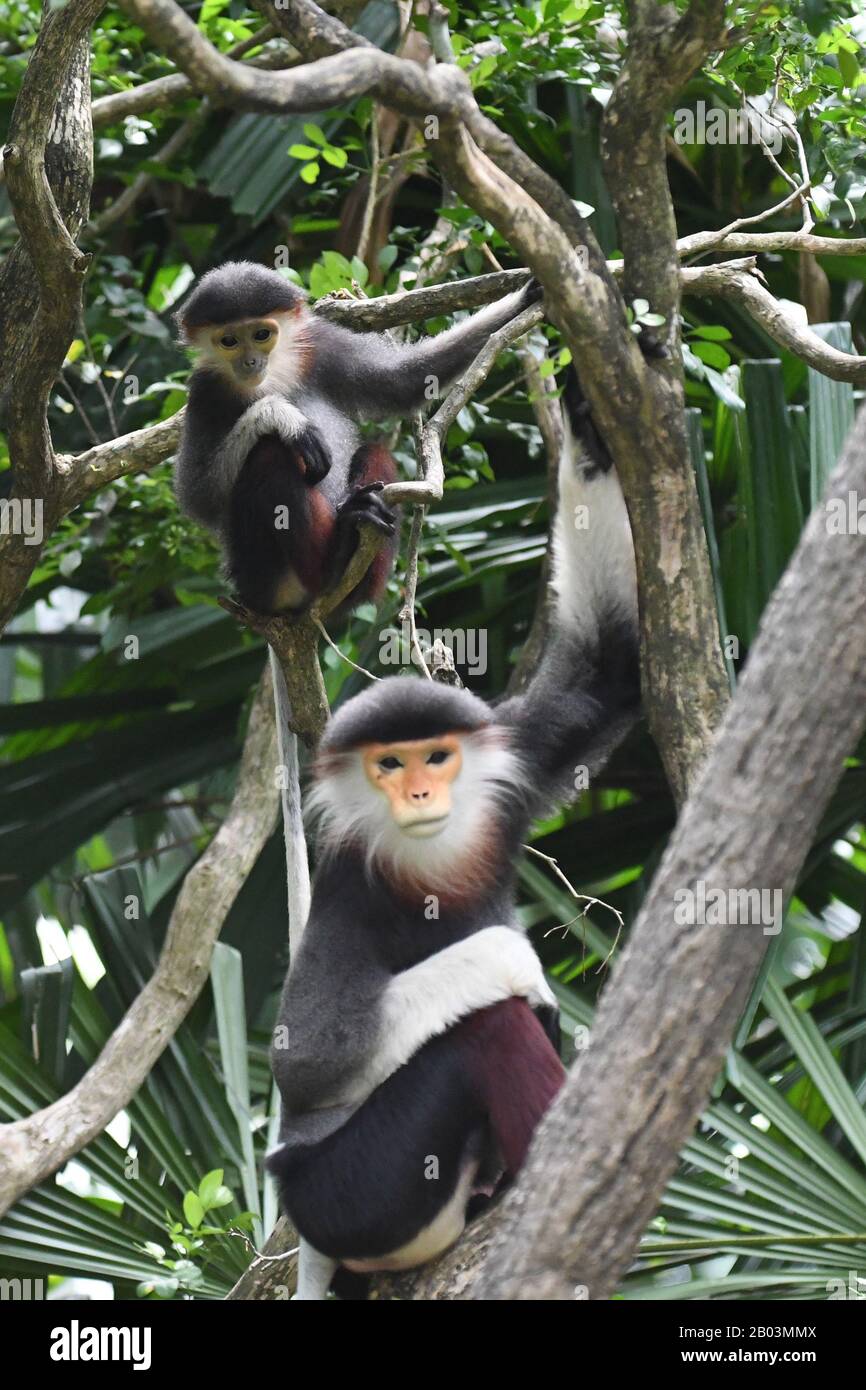 (200218) -- SINGAPOUR, le 18 février 2020 (Xinhua) -- un bébé de langue rouge moucheté (Top) est vu au zoo de Singapour le 18 février 2020. Les animaux sous le soin de la réserve de faune de Singapour (WRS) ont donné naissance à plus de 660 bébés et jeunes enfants représentant 121 espèces en 2019. (Photo De Puis Chih Wey/Xinhua) Banque D'Images