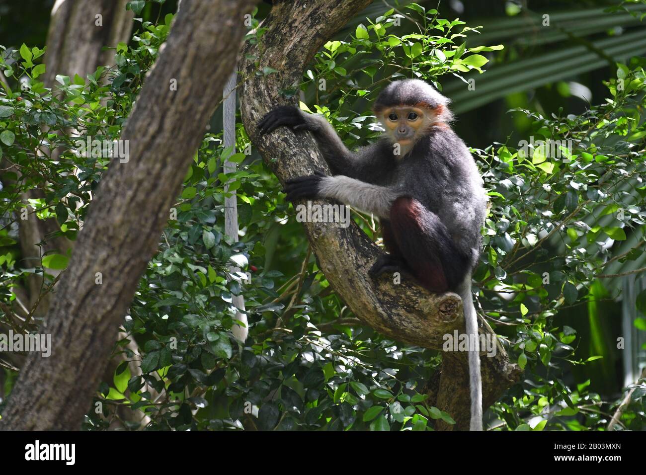 Singapour. 18 février 2020. Un bébé douc langur à chagre rouge est vu au zoo de Singapour le 18 février 2020. Les animaux sous le soin de la réserve de faune de Singapour (WRS) ont donné naissance à plus de 660 bébés et jeunes enfants représentant 121 espèces en 2019. Crédit: Alors Chih Wey/Xinhua/Alay Live News Banque D'Images