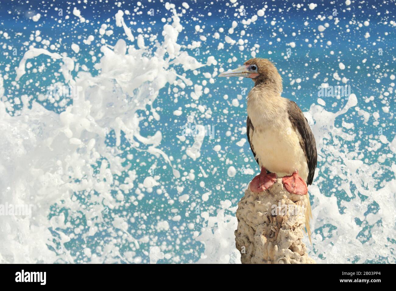 Fou à pieds rouges Banque D'Images