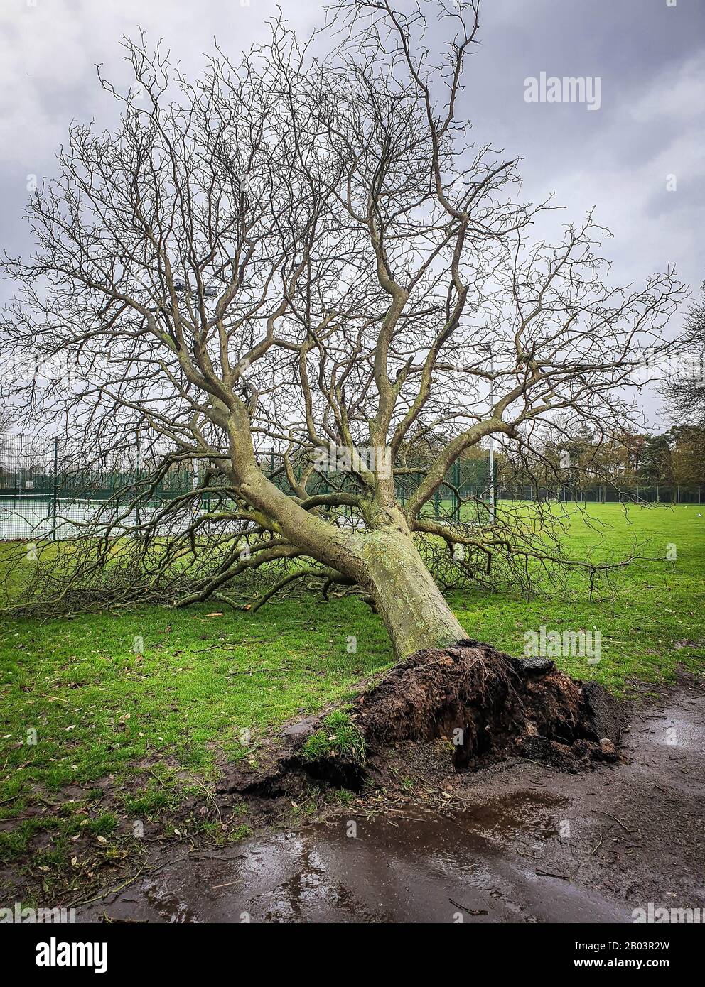 Grand arbre Déraciné dans un parc Après une tempête Massive - Royaume-Uni Banque D'Images