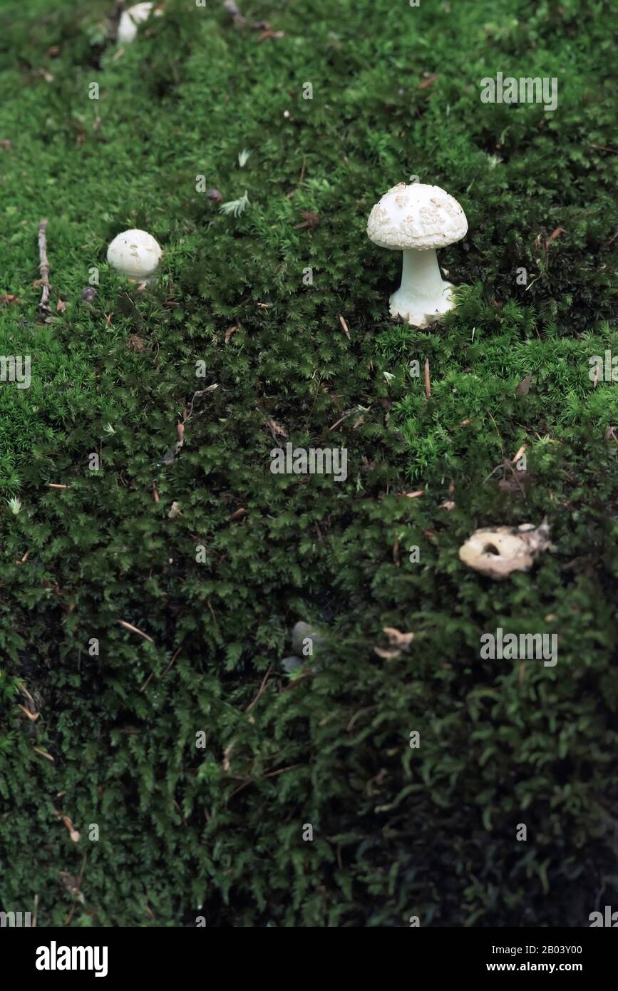 Champignons blancs dans de la mousse verte. Banque D'Images