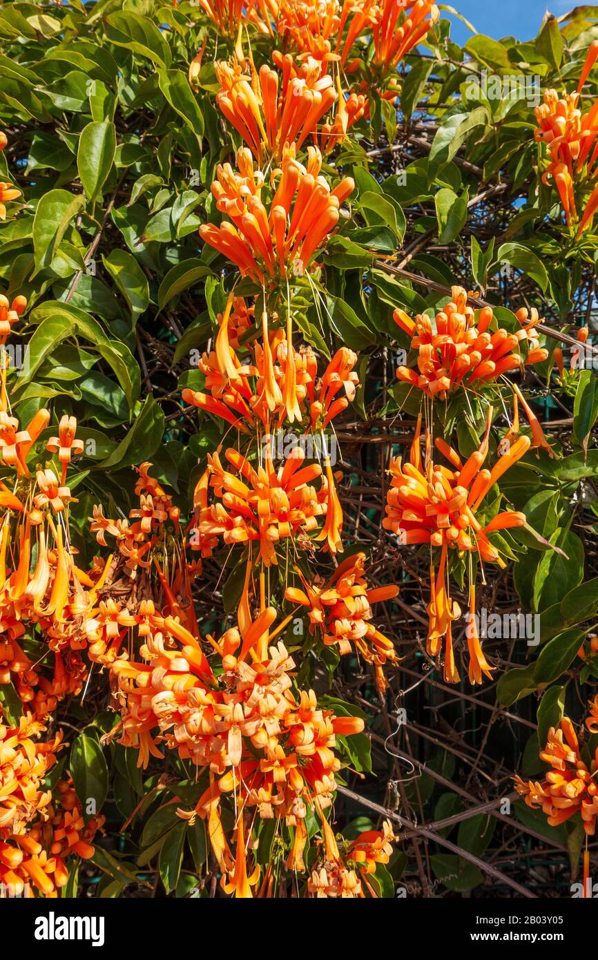 Une Orange Color Flame Vine (Pyrostegia Venusta) En Plein Bloom Février À Olhos De Agua L'Algarve Portugal Banque D'Images