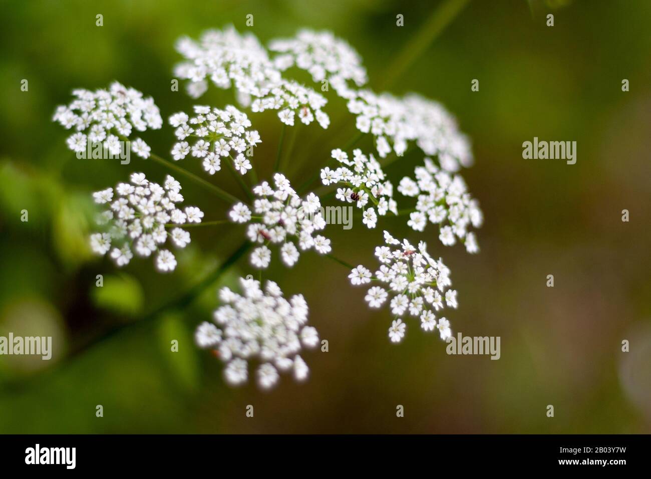 fleurs blanches sauvages sur un fond vert doux Banque D'Images