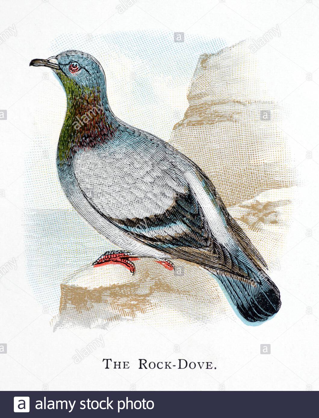 Rock Dove (Columba livia), illustration ancienne publiée en 1898 Banque D'Images