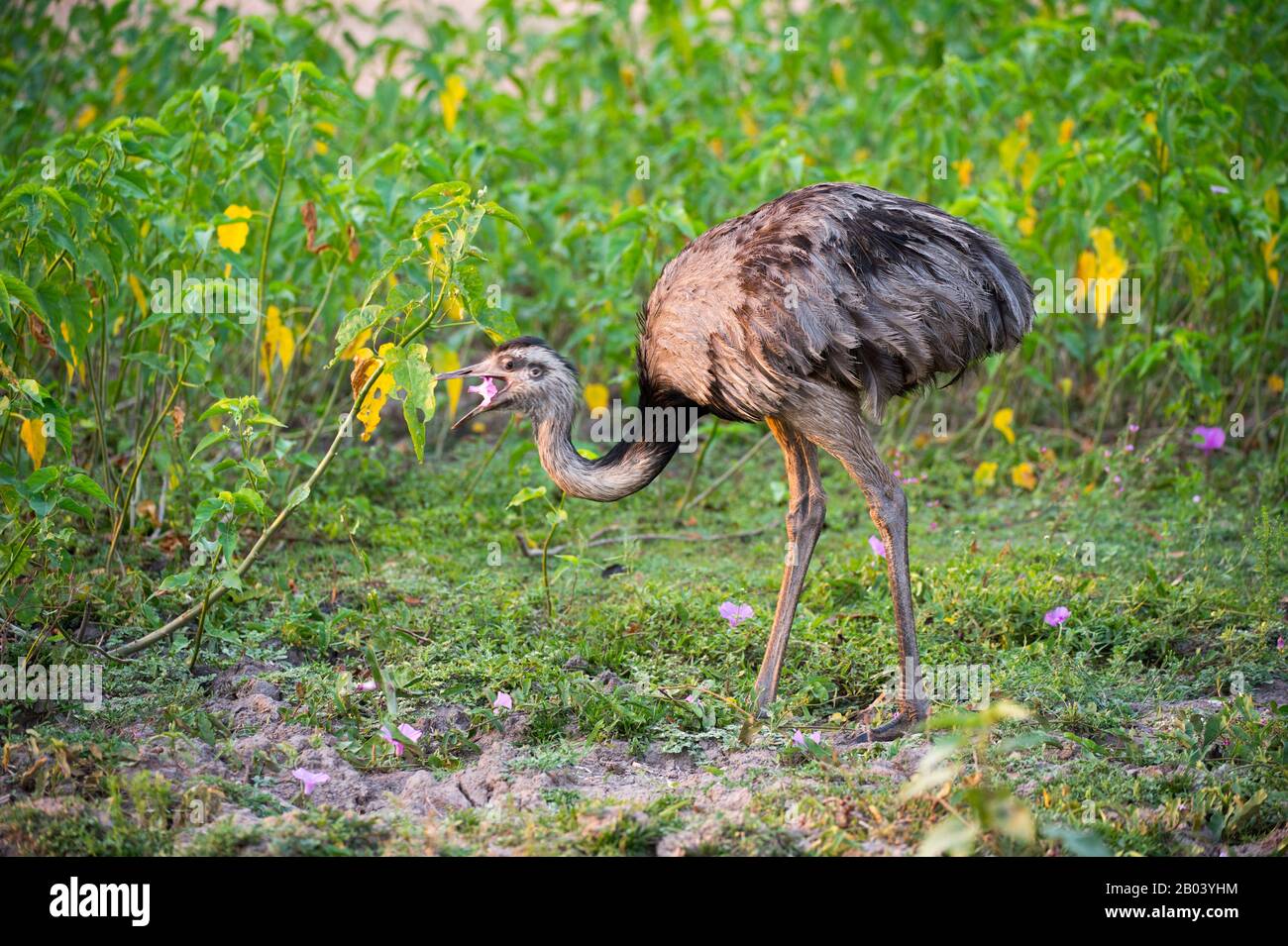 Un plus grand nandou (Rhea americana), un oiseau sans flaiche, se nourrit d'un plus grand nandou (Rhea americana), un oiseau sans flaiche, se nourrit de gloire rose du matin Banque D'Images
