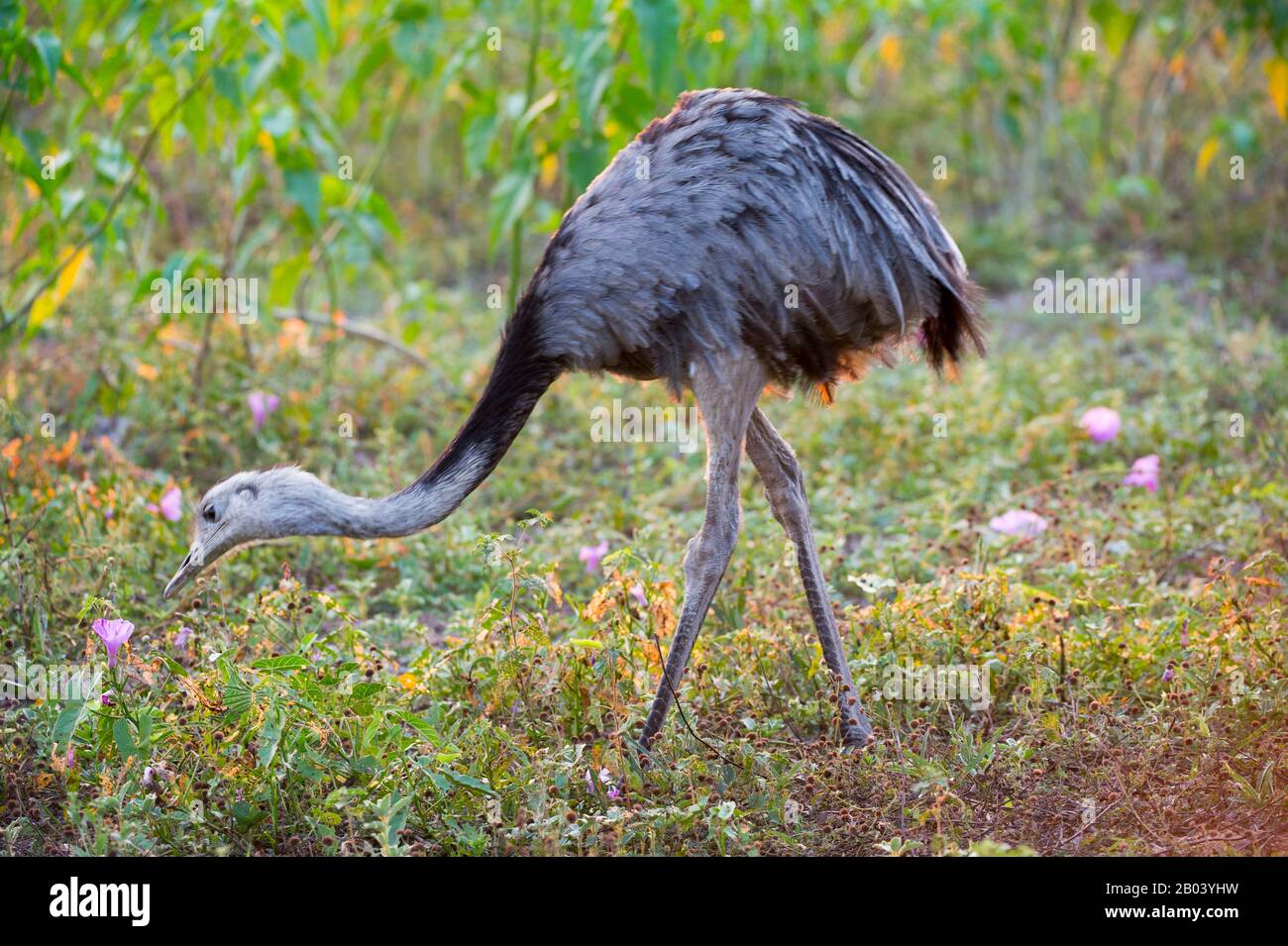 Un plus grand nandou (Rhea americana), un oiseau sans flaiche, se nourrit d'un plus grand nandou (Rhea americana), un oiseau sans flaiche, se nourrit de gloire rose du matin Banque D'Images