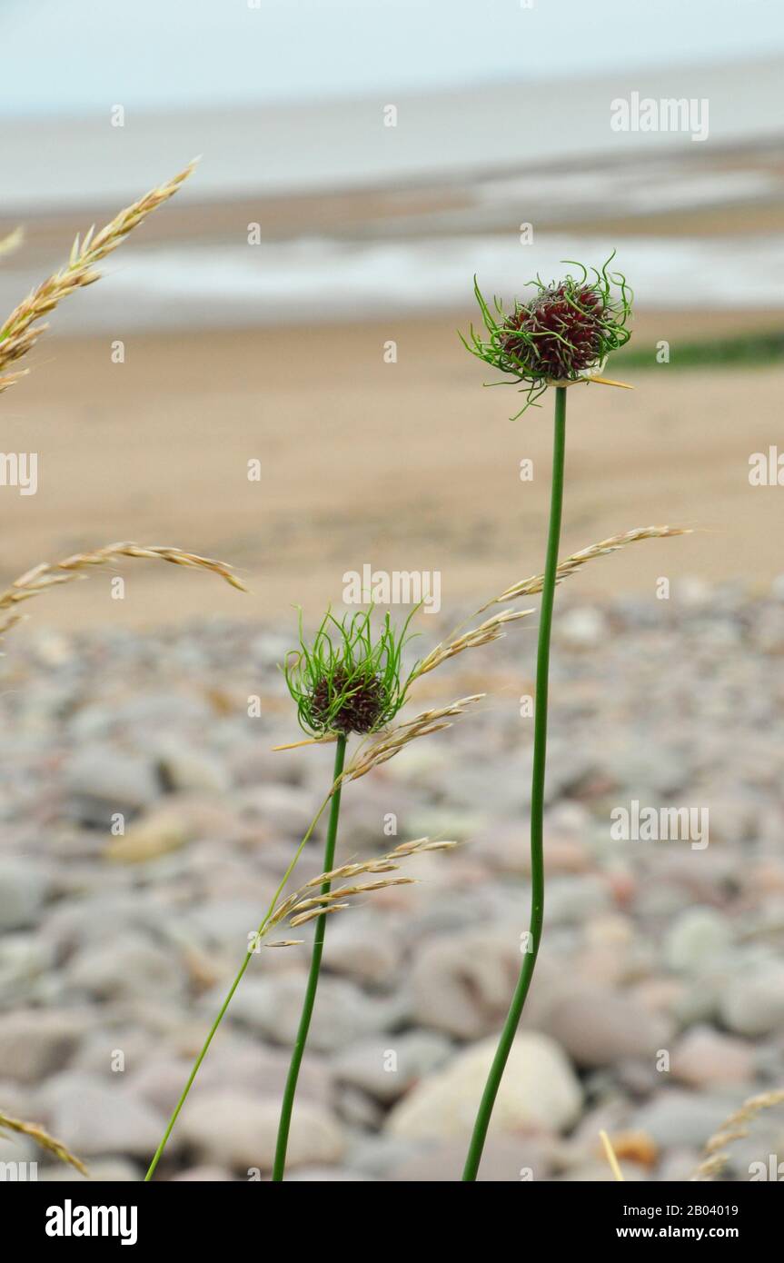 Oignons sauvages (Allium vineale var compactum)ail sauvage, herbe d’oignon, ail de corneille ou ail de cerf, été, Dunster Beach, Somerset.UK Banque D'Images