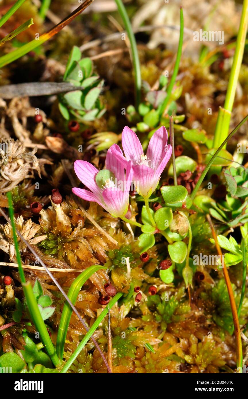 Tourbière Pimpernel 'Anagallis tenella' entonnoir en forme de fleurs rose pâle, gros plan, trouvé dans les tourbières et les endroits humides herbacés, sol acide, fleurs ouvertes au soleil, Banque D'Images Tourbière Pimpernel 'Anagallis tenella' entonnoir en forme de fleurs rose pâle, gros plan, trouvé dans les tourbières et les endroits humides herbacés, sol acide, fleurs ouvertes au soleil, Banque D'Images