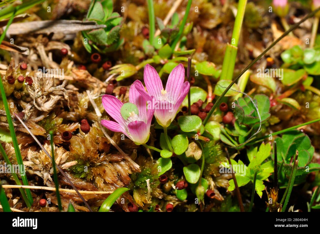 Tourbière Pimpernel 'Anagallis tenella' entonnoir en forme de fleurs rose pâle, gros plan, trouvé dans les tourbières et les endroits humides herbacés, sol acide, fleurs ouvertes au soleil, Banque D'Images Tourbière Pimpernel 'Anagallis tenella' entonnoir en forme de fleurs rose pâle, gros plan, trouvé dans les tourbières et les endroits humides herbacés, sol acide, fleurs ouvertes au soleil, Banque D'Images