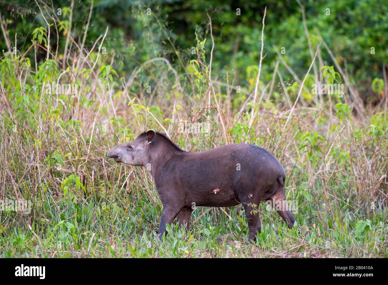 Un tapir sud-américain (Tapirus terrestris) à la loge de Pouso Alegre dans le nord du Pantanal, province de Mato Grosso au Brésil. Banque D'Images