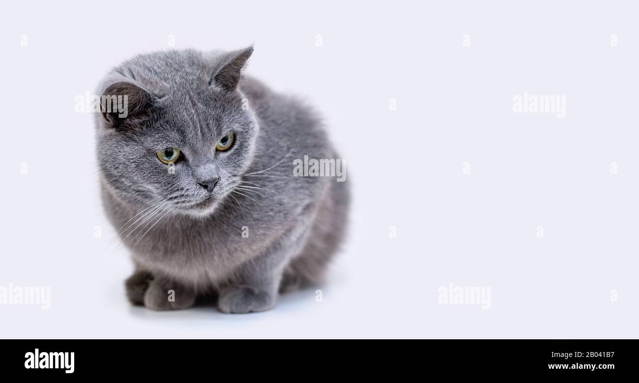 Chat britannique gris de shorthair sur fond blanc. Espace de copie. Gros plan. Banque D'Images