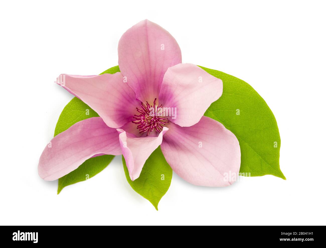 Fleur de magnolia rose isolé sur fond blanc Banque D'Images