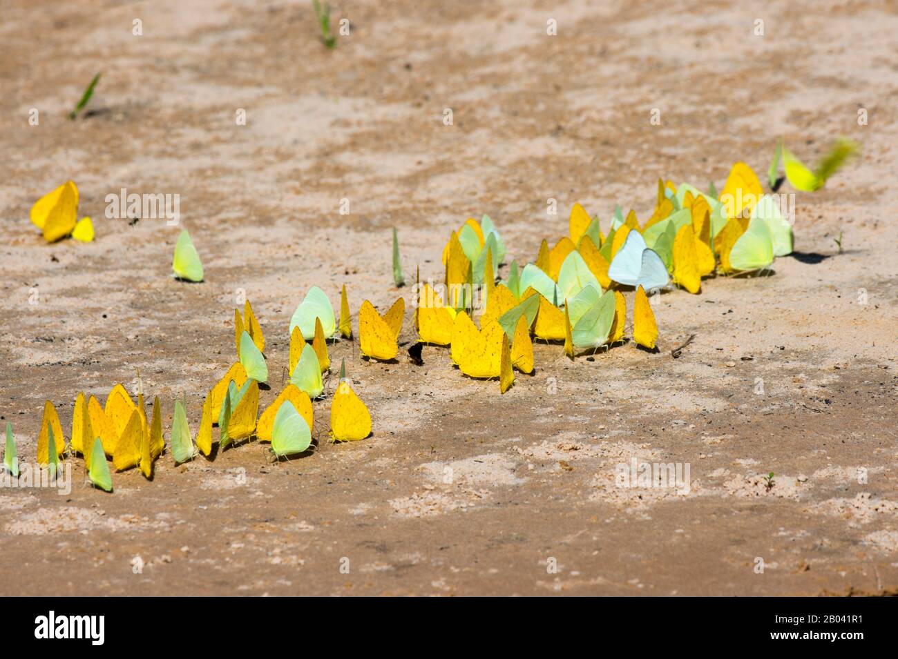 Les papillons jaune et vert citron lichent des minéraux sur une plage de la rivière Cuiaba près de Porto Jofre dans le nord de Pantanal, province de Mato Grosso i Banque D'Images