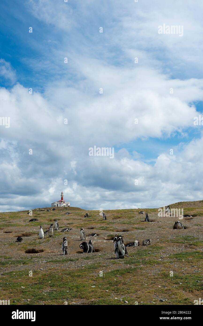 Vue sur la colonie de pingouins magellaniques (Spheniscus magellanicus) avec phare en arrière-plan au sanctuaire des pingouins sur l'île de Magdalena dans le Banque D'Images