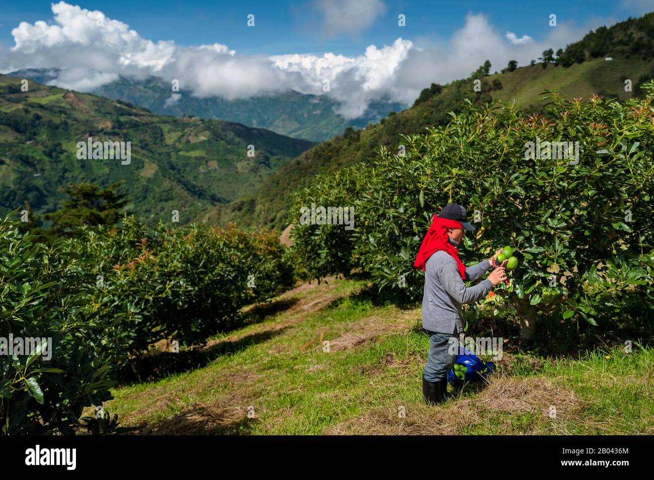 Un ouvrier agricole colombien coupe les tiges des fruits avocat dans une plantation près de Sonsón, département d'Antioquia, Colombie. Banque D'Images