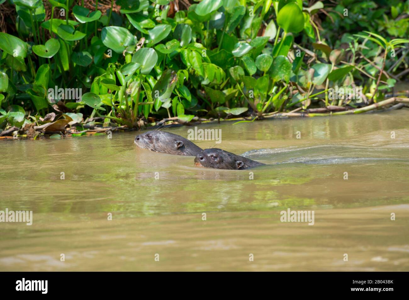 Loutres de rivière géante (Pteronura brasiliensis) nageant dans un affluent de la rivière Cuiaba près de Porto Jofre dans le nord du Pantanal, Mato Grosso provinc Banque D'Images