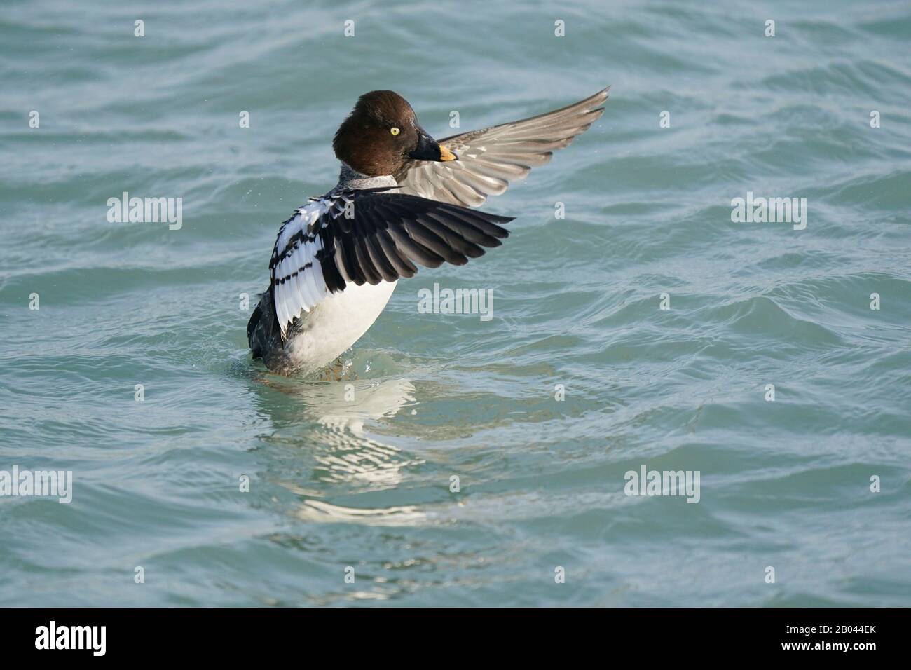 Goldeneyes au lac d'hiver Banque D'Images