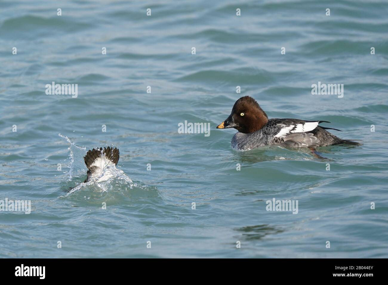 Goldeneyes au lac d'hiver Banque D'Images