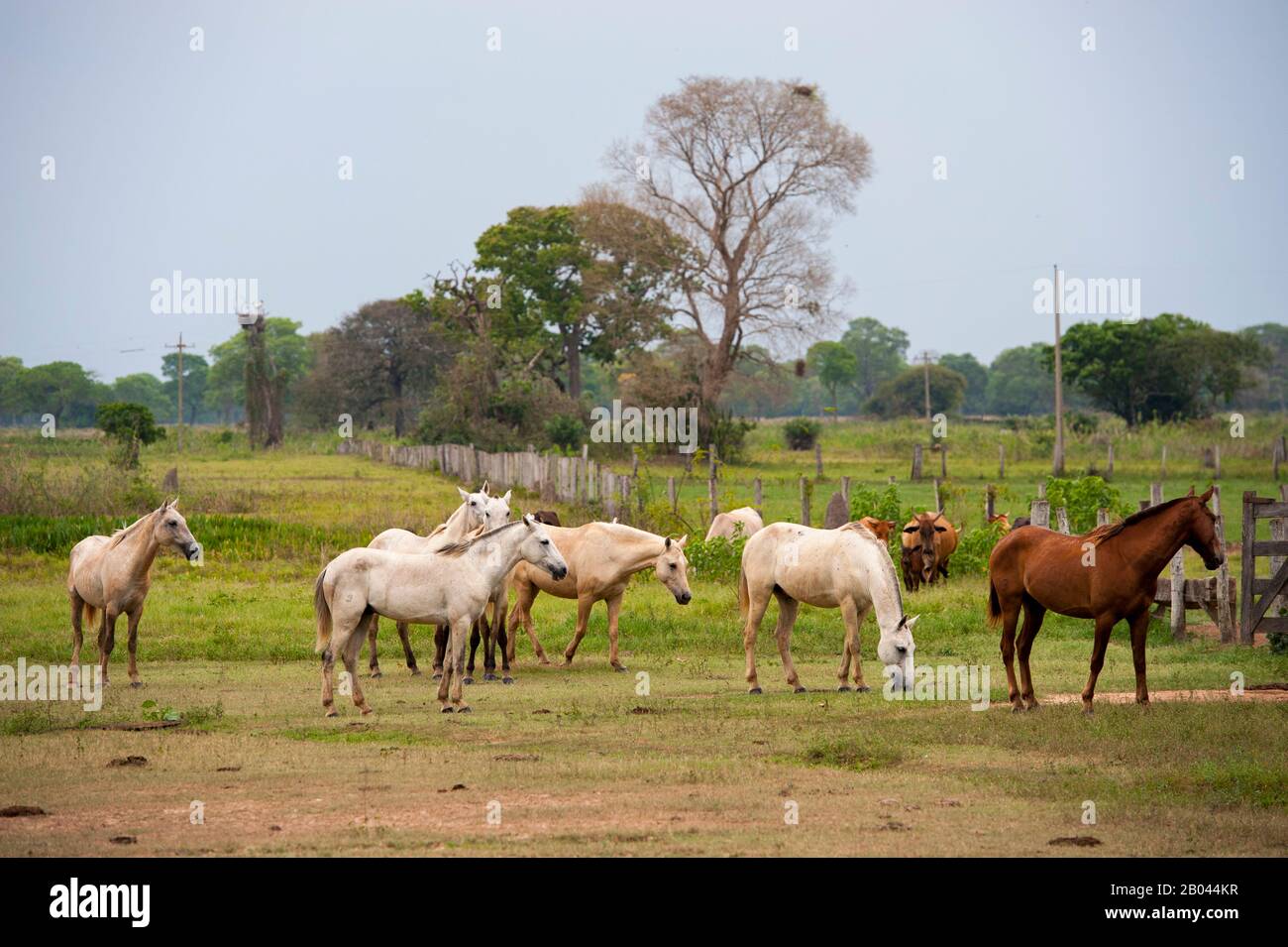 Chevaux au Campo Grande facienda (ranch) près de la rivière Pixaim dans le nord du Pantanal, province de Mato Grosso au Brésil. Banque D'Images