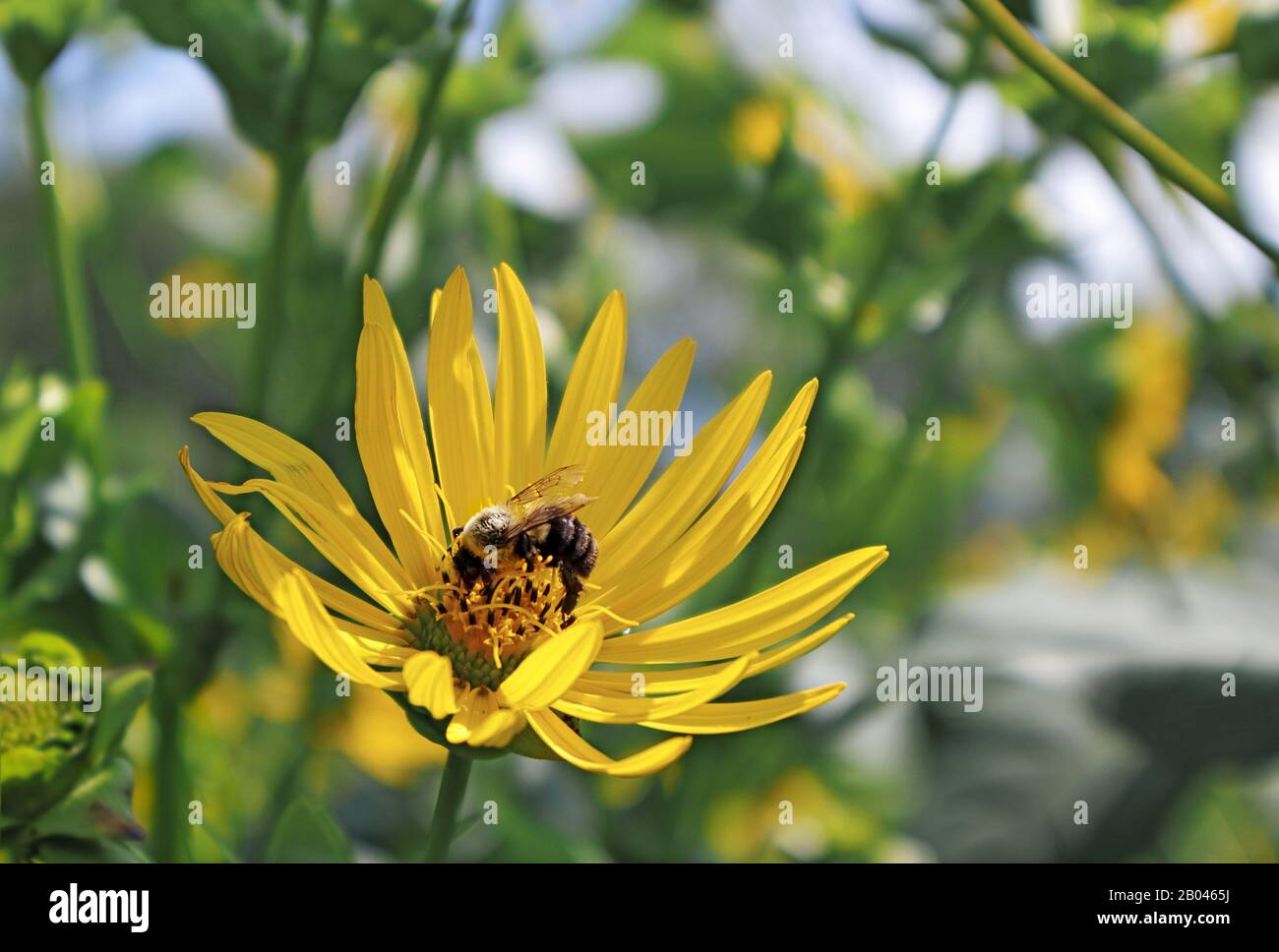 Fleur jaune avec une abeille pollinisatrice à Arnold Arboretum de l'Université Harvard, Boston, Massachusetts Banque D'Images