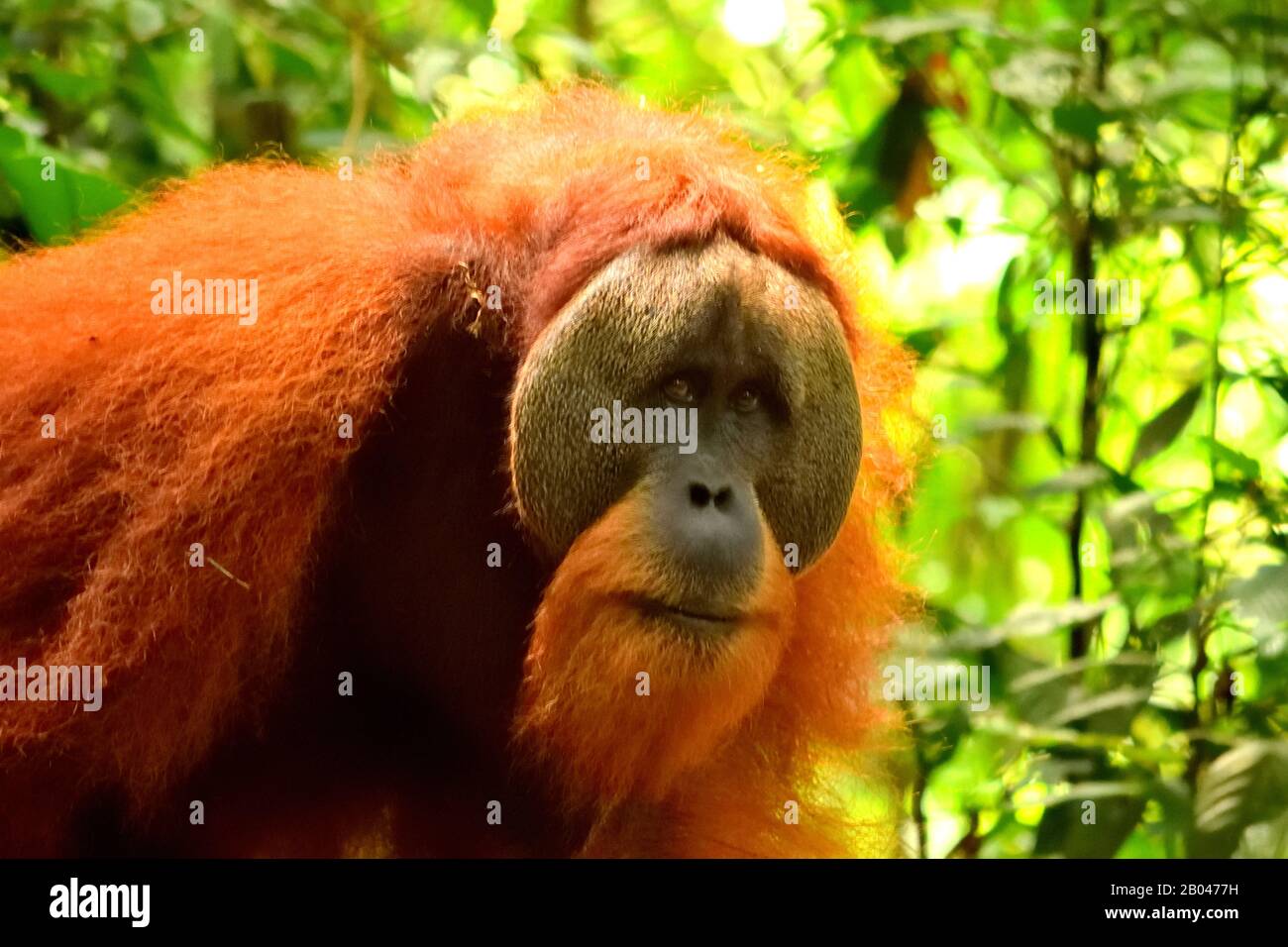 Sumatran orangutan homme dans le parc national de Gunung Leuser Banque D'Images