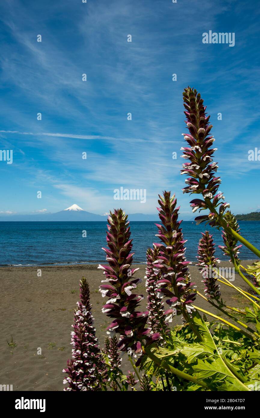 Acanthus fleurs sur la plage du lac Llanquihue avec Osorno Volcano en arrière-plan à Frutillar, une petite ville dans le district du lac près de Puerto Montt, Chil Banque D'Images